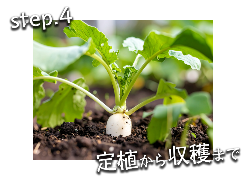 定植から収穫まで植物を支える活力剤